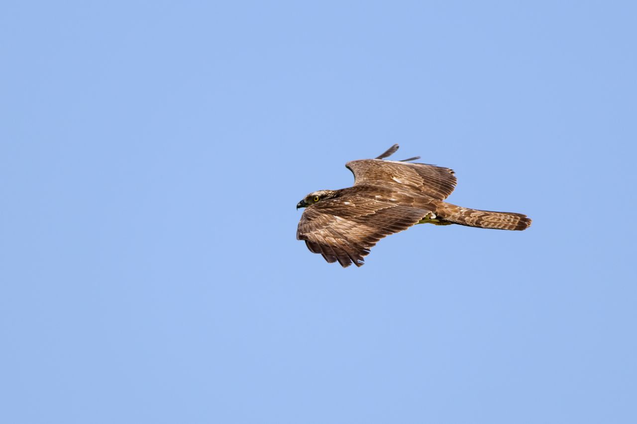 Falco pecchiaiolo (Pernis apivorus)